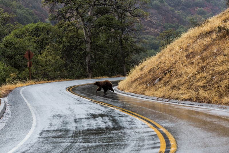 Bear in Sequoia NP in California