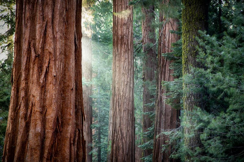 Giant sequoia trees in Sequoia National Park in California