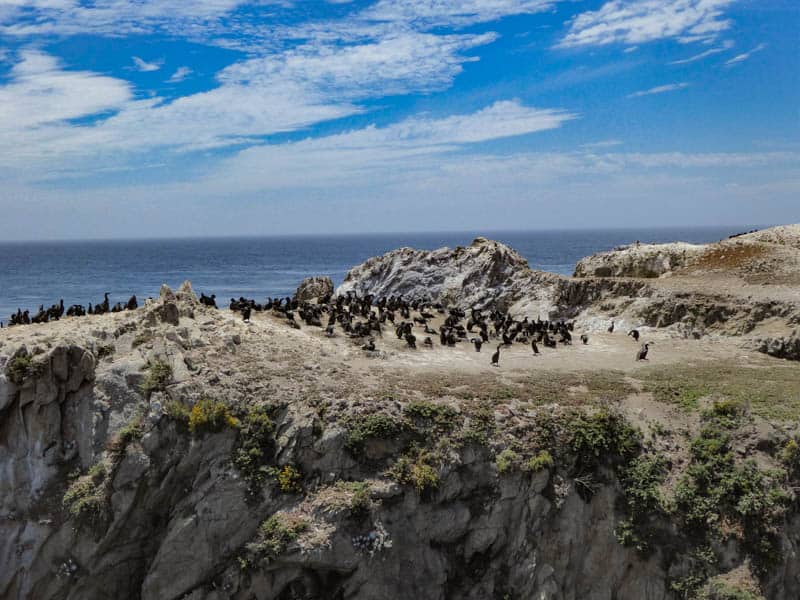 Bird Island Point Lobos State Reserve Carmel