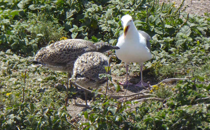 Birds on Bird Island Point Lobos Carmel California