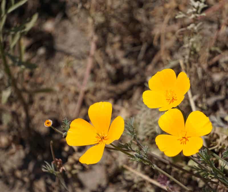 California Poppies Point Lobos State Reserve Carmel