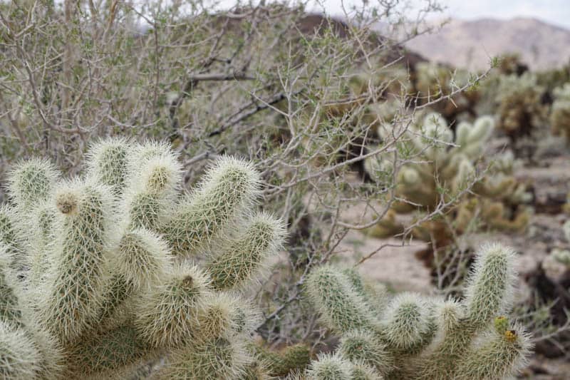 Cholla Cactus in Joshua Tree NP California