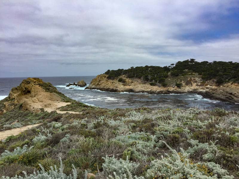 Coastal flora Point Lobos Carmel California