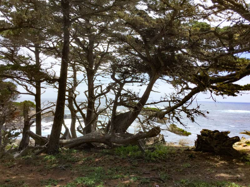 Cypress Grove Trail Point Lobos State Reserve Carmel