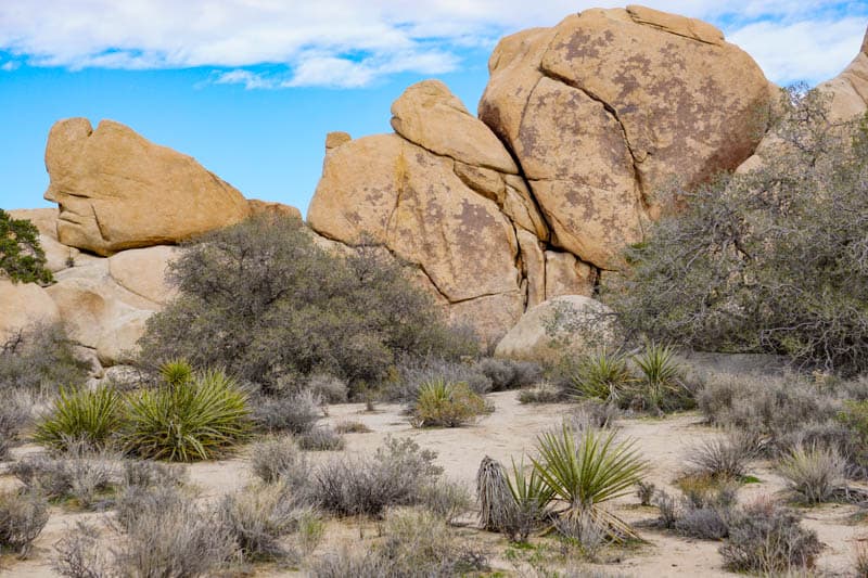 Joshua Tree National Park in Southern California