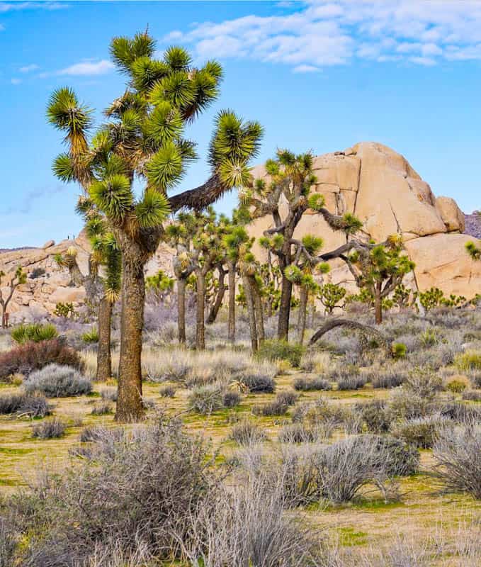 Joshua Tree National Park is a great outdoors-focused weekend road trip from San Diego.