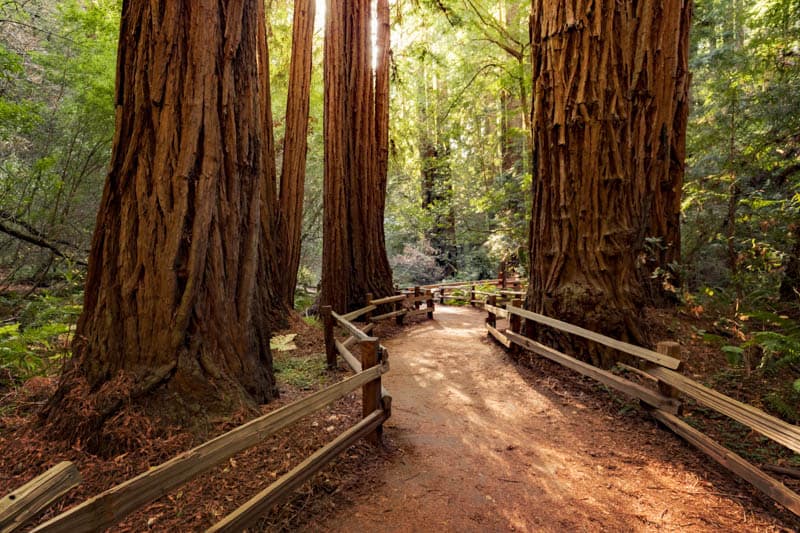 Muir Woods National Monument in California