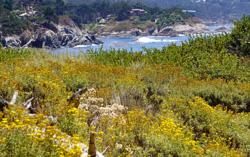 Pelican Point Point Lobos Carmel California