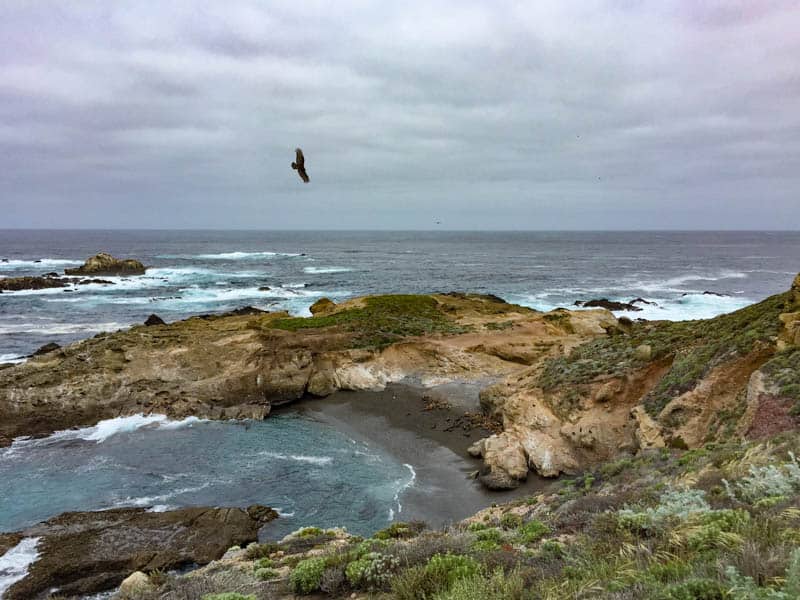 Raptor flying at Point Lobos in Carmel