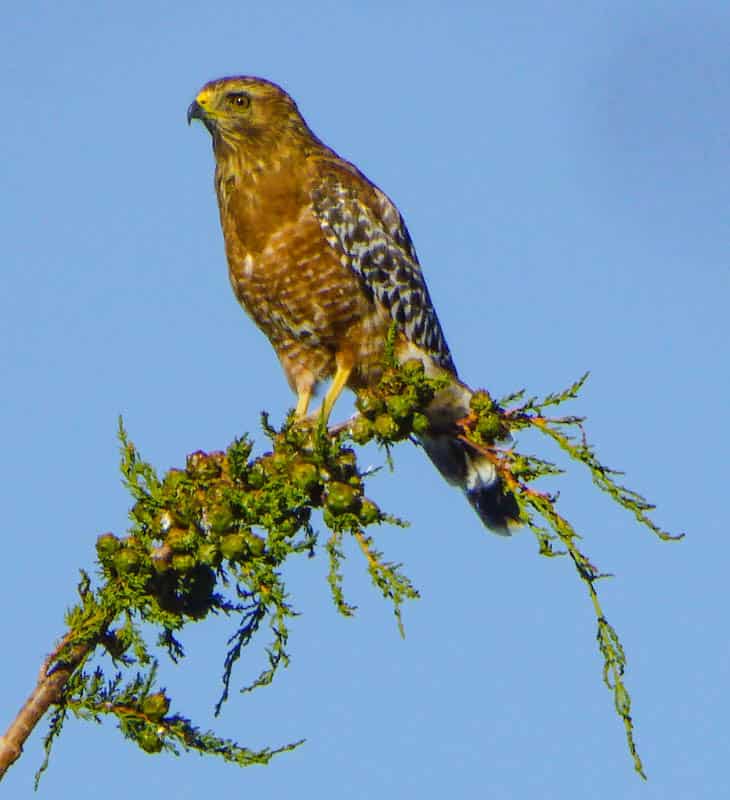 A red shouldered hawk is one of the raptor species you can see in Point Lobos State Park