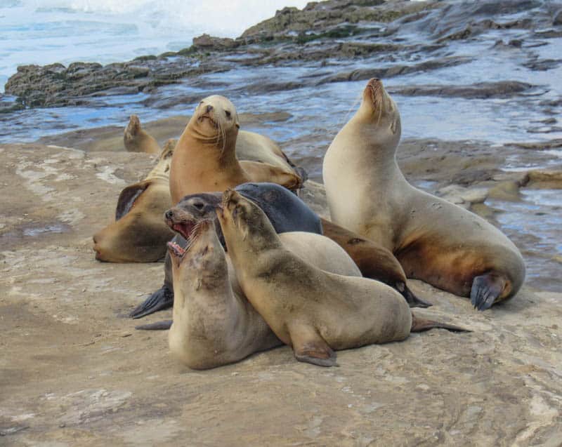 Sea lions in La Jolla California