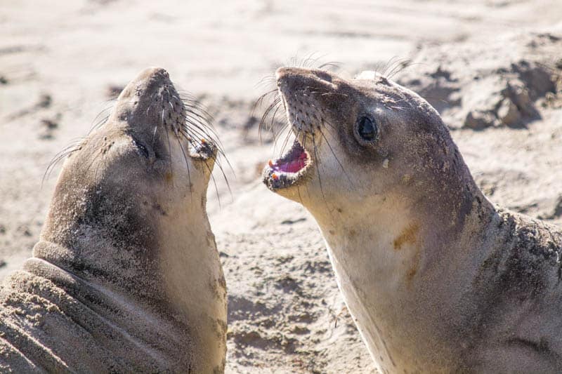 Seals at Ano Nuevo State Park California