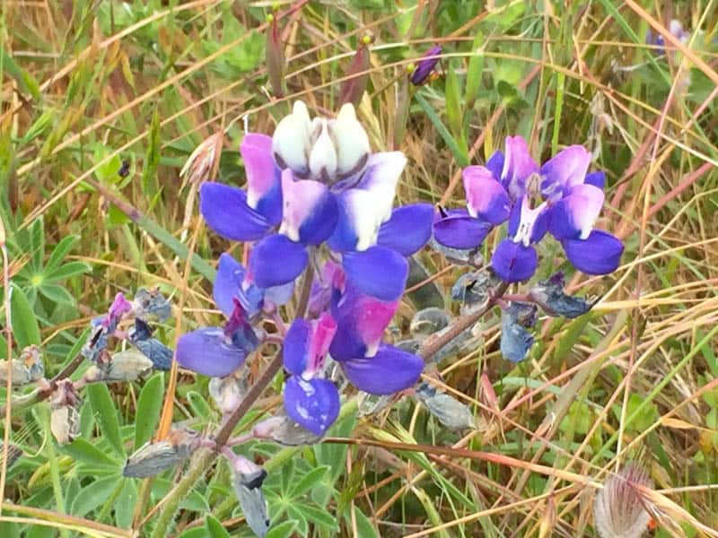 Sky lupine at Point Lobos in Carmel California