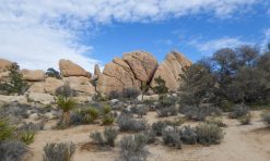 20 Best Things to Do in Joshua Tree National Park (+ Tips for Visiting!)