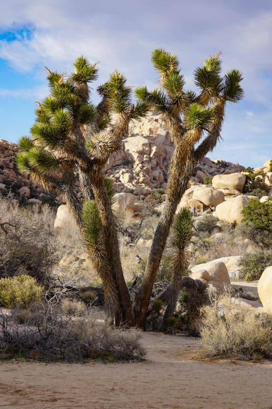View from Barker Dam Trail in Joshua Tree