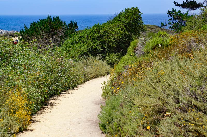 Bird Island Trail Point Lobos Carmel California