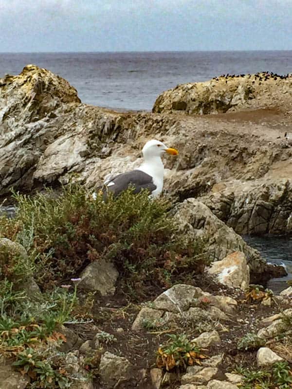 Western Gull Point Lobos Carmel California