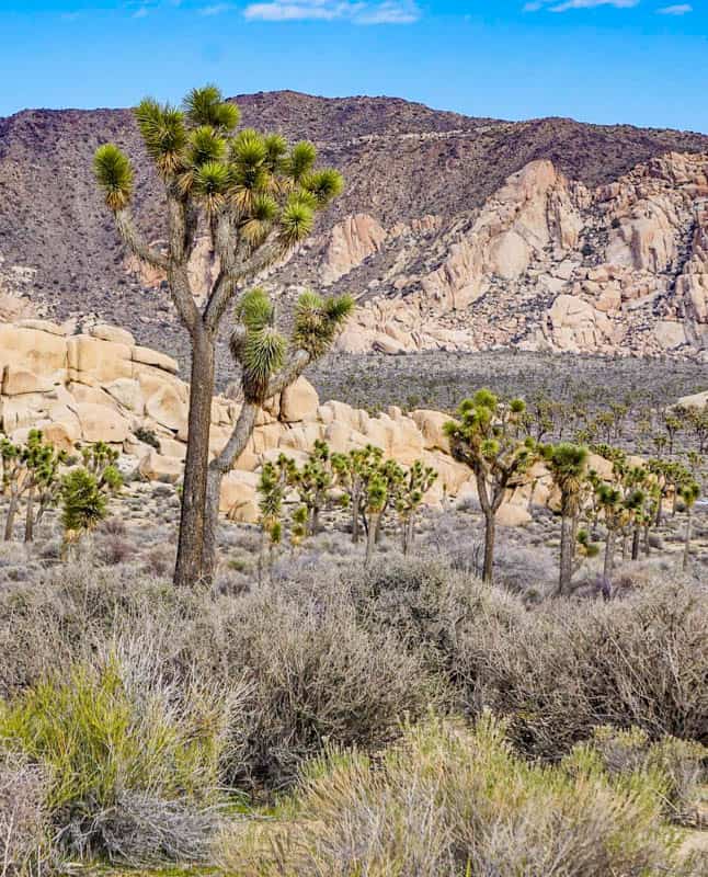 Where to Stay in Joshua Tree