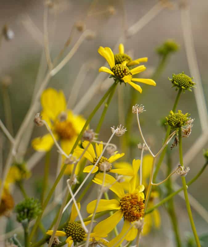 Wildflowers at Joshua Tree NP California