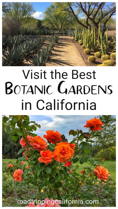Visit the most beautiful botanic gardens in California, from the San Francisco Botanic Garden and the Conservatory of Flowers in Northern California to the Huntington and the Getty Villa Gardens in Southern California.