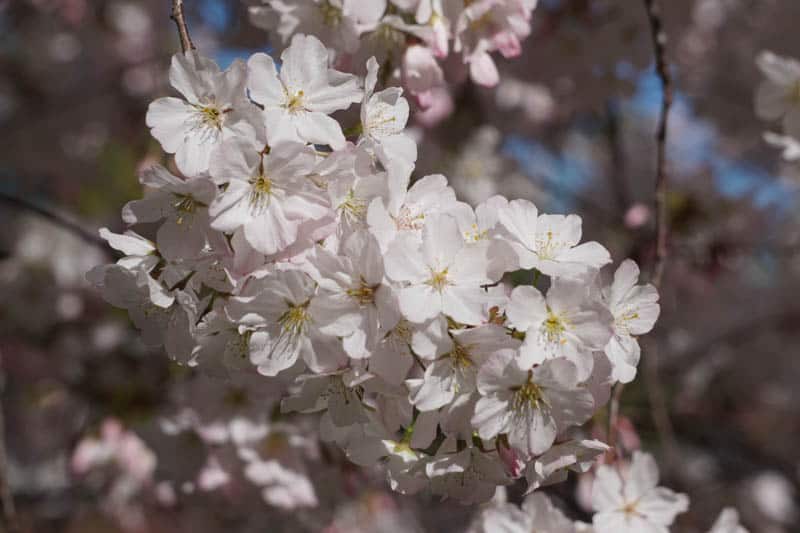 Cherry blossom at the Hakone Gardens in Saratoga California