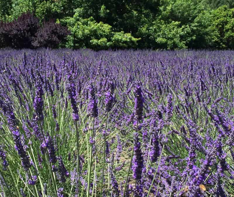 Lavender at Matanzas Creek Winery in May