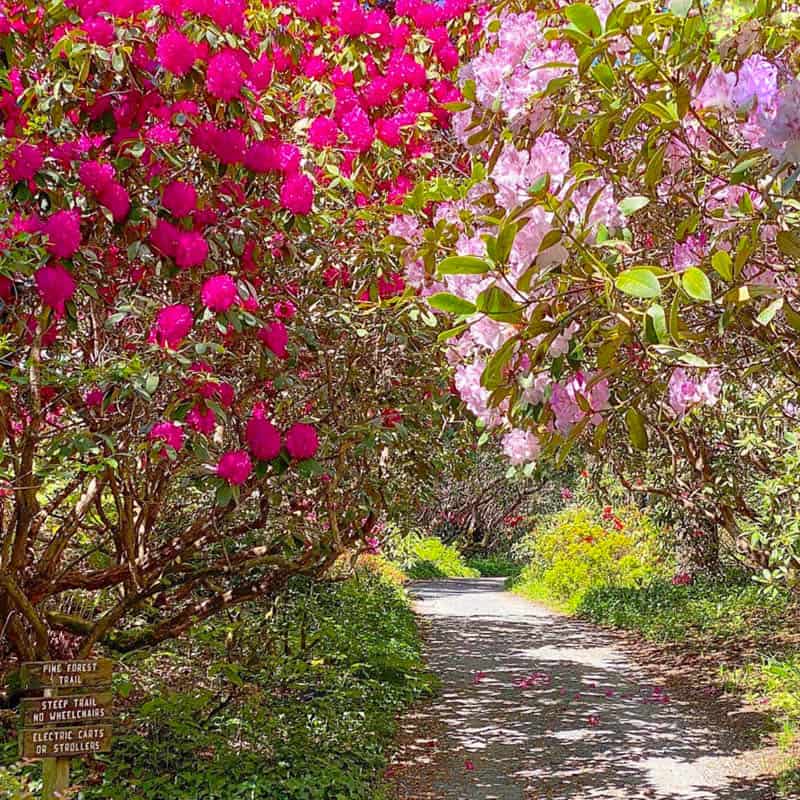 Mendocino Coast Botanical Gardens in Fort Bragg California