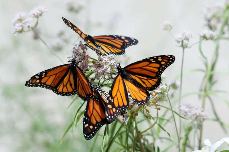 Monarch Butterflies California Botanic Garden Claremont California