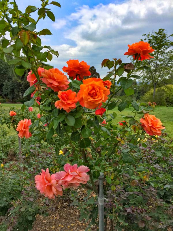 Rose Garden at The Huntington San Marino California