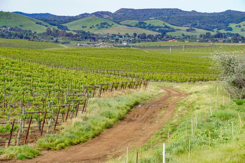 Vineyards in San Luis Obispo California