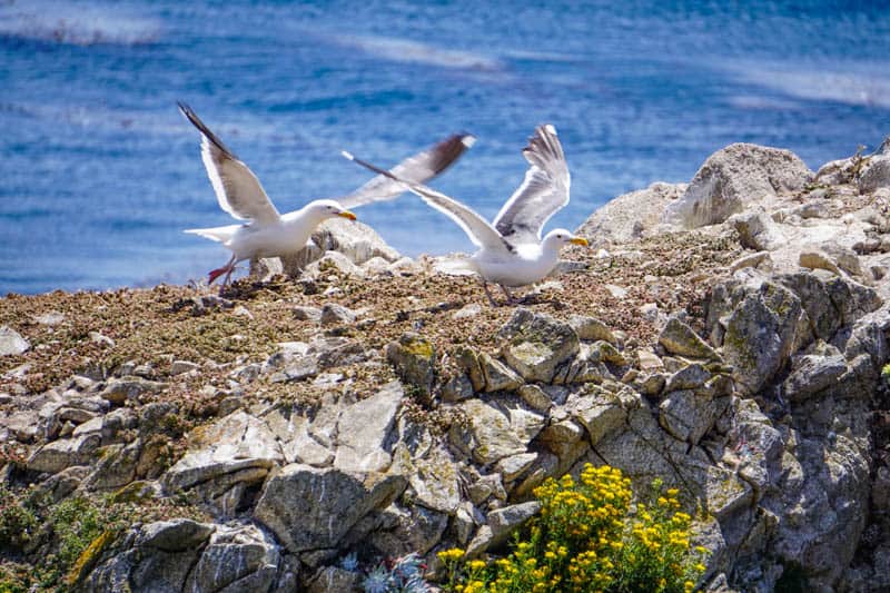 Western Gulls Point Lobos State Reserve California