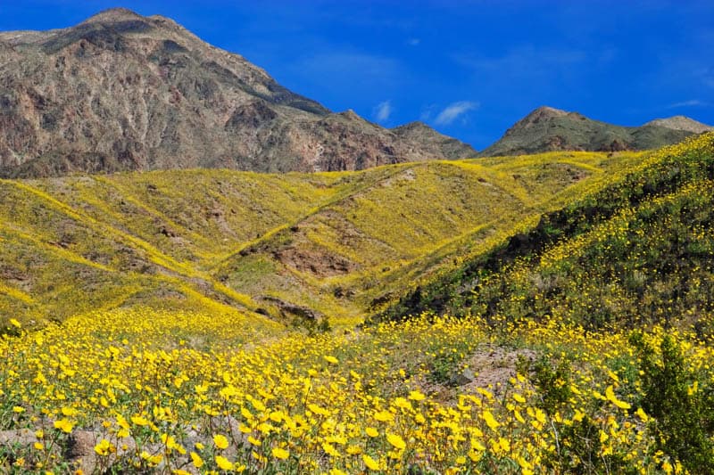 Wildflower bloom in Death Valley NP California