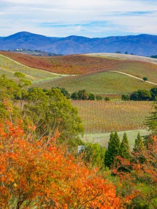 Top Napa Valley Wineries to Visit!