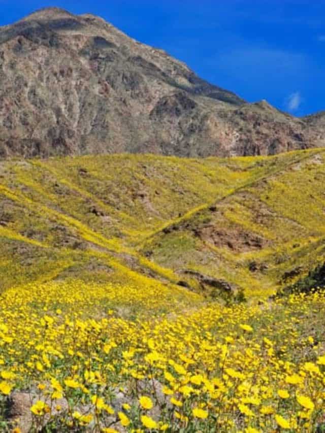 cropped-Wildflower-bloom-in-Death-Valley-NP-California.jpg