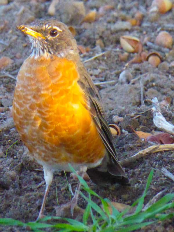 The American Robin is one of the birds you may see in Cambria