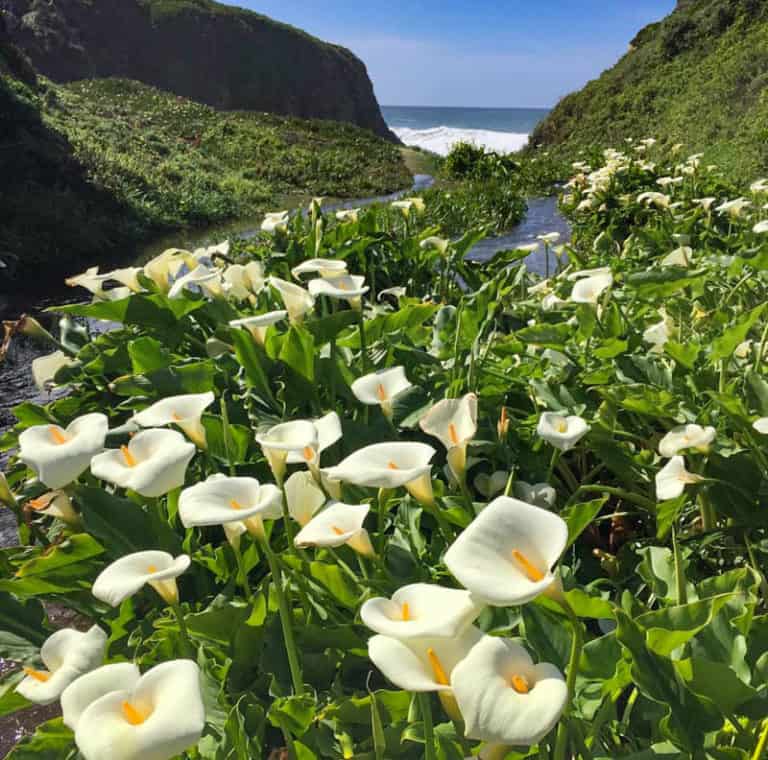 24 Big Sur Attractions You Must Not Miss (Things to Do + Map ...