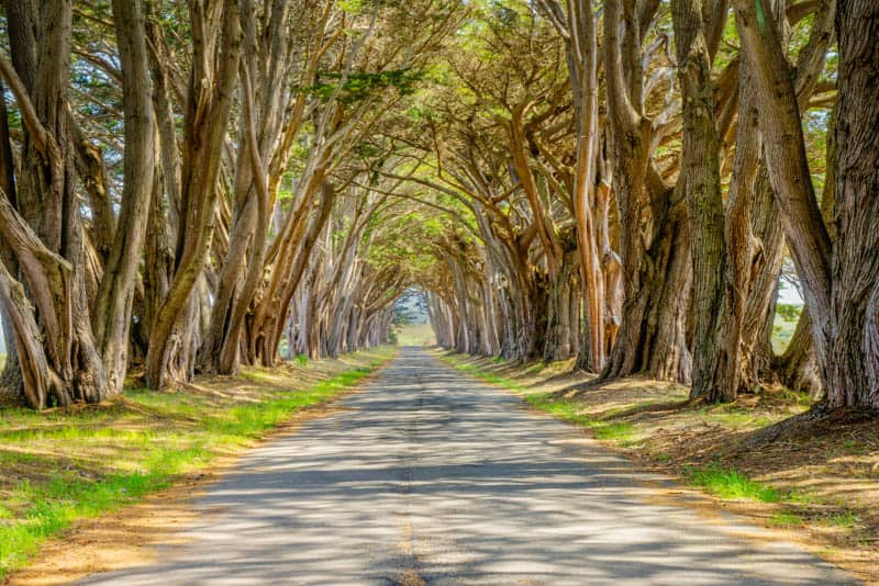 Cypress Tunnel Point Reyes National Seashore California