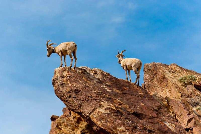 Desert bighorn sheep in Anza-Borrego State Park California