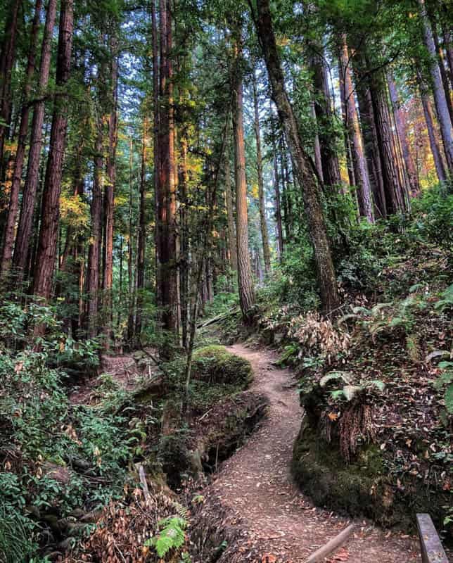 Henry Cowell State Park Santa Cruz California