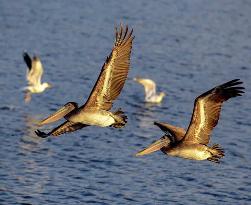 Pelicans at Carmel River Bird Sanctuary Carmel California