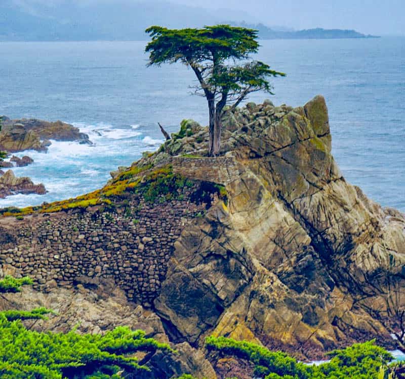 The Lone Cypress Pebble Beach California