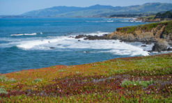 14 Best Things to Do in Cambria, California: Stay, Play, and Eat!