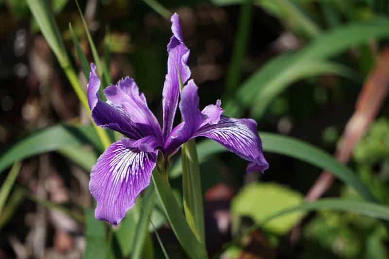 Wild Iris Big Sur California