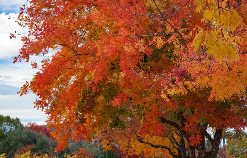 Exuberant fall color in Yountville in the Napa Valley of California in November