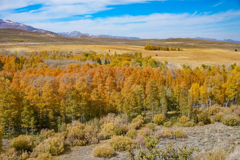 Fall in the Eastern Sierra is beautiful