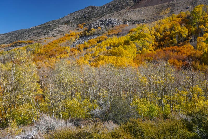 Fall colors in Bishop California