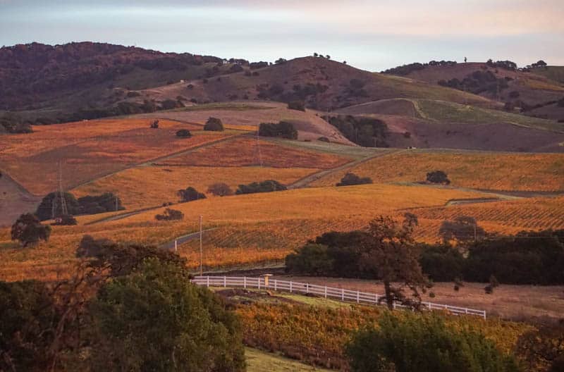 Napa Vineyards in November