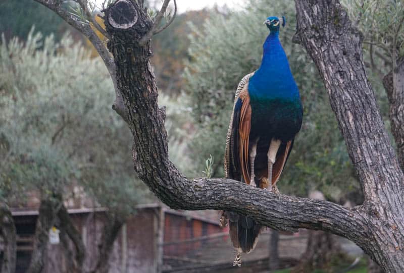 Peacock at Castello di Amorosa Napa Valley California