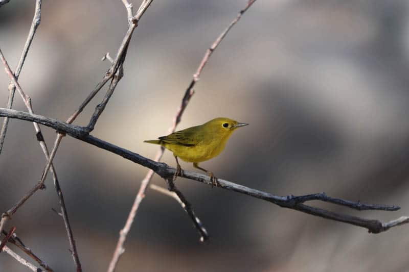 Yellow warbler spotted in the willow wetlands at Whitewater Preserve in Whitewater, California