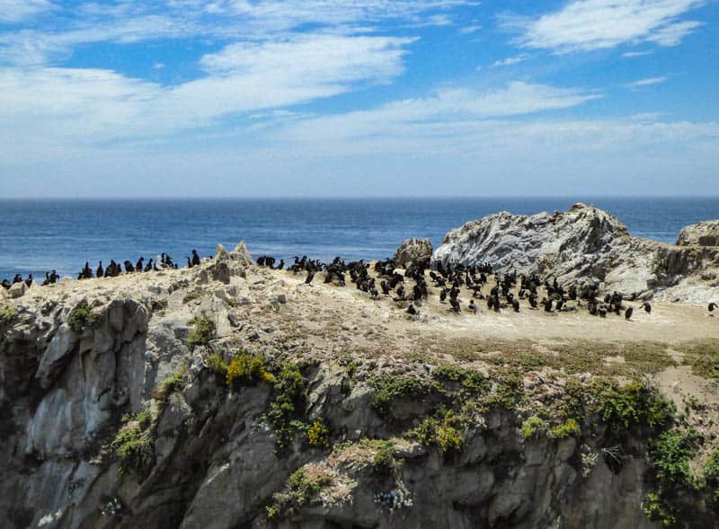 Bird Island Point Lobos California